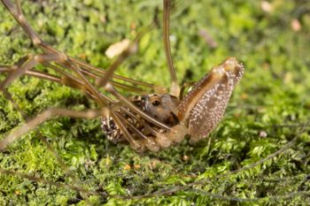 Media type: image;   Invertebrate Zoology 133309